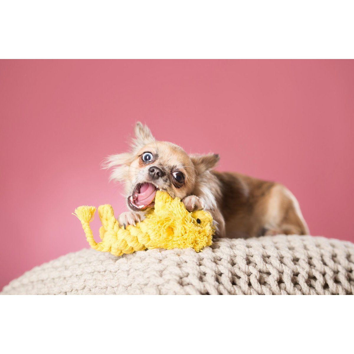 Leo Löwe - Kult - Spielzeug für Hunde - Tiny Paws Boutique