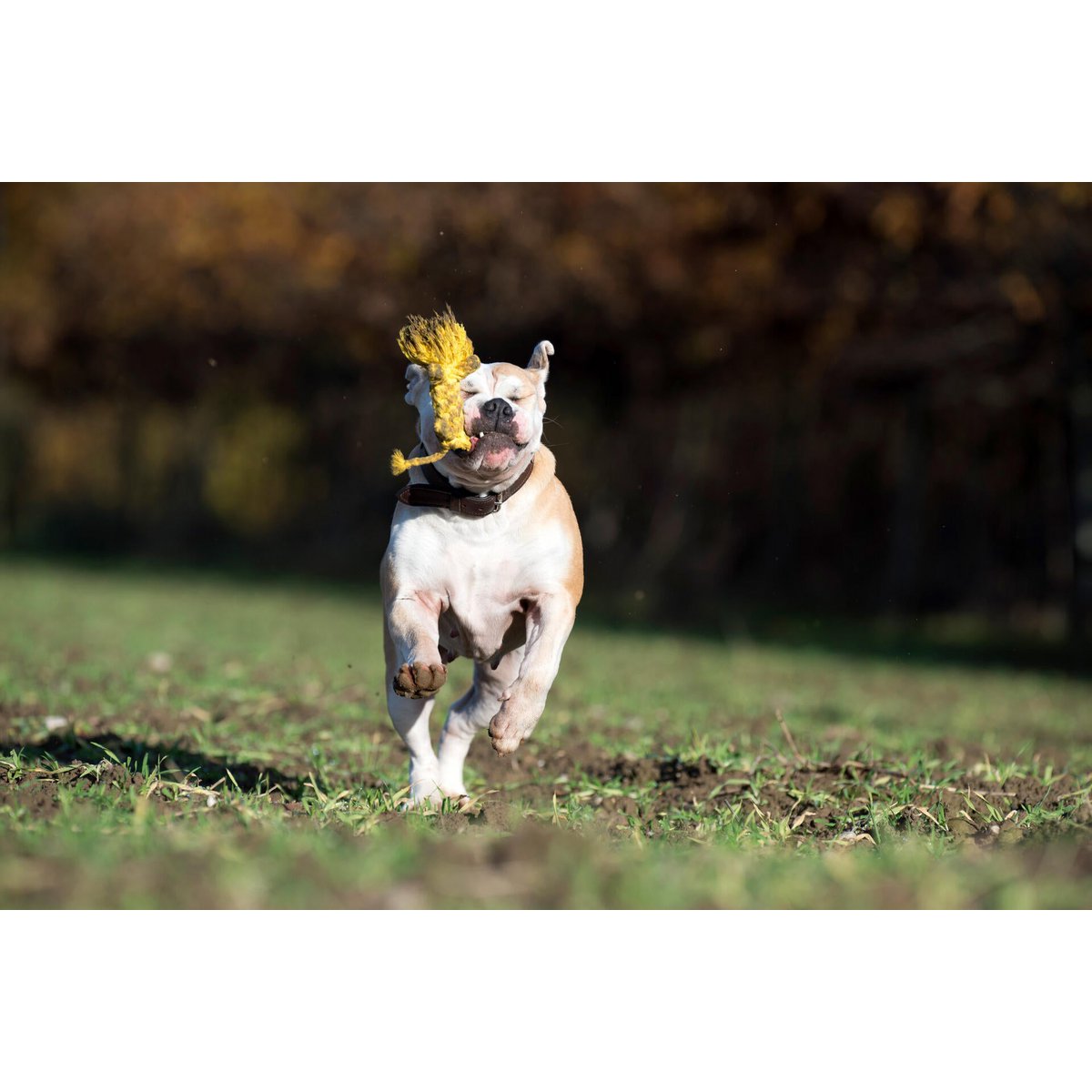 Leo Löwe - Kult - Spielzeug für Hunde - Tiny Paws Boutique