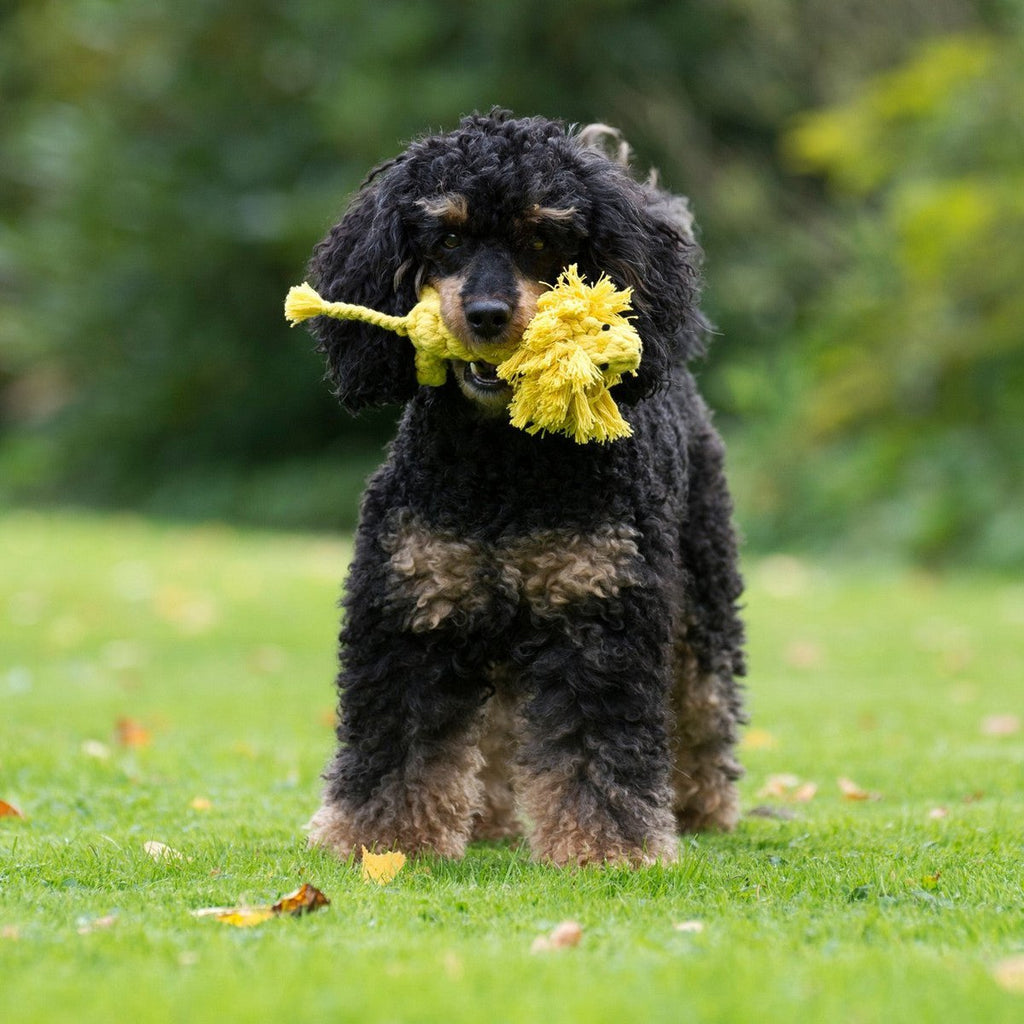 Leo Löwe - Kult - Spielzeug für Hunde - Tiny Paws Boutique