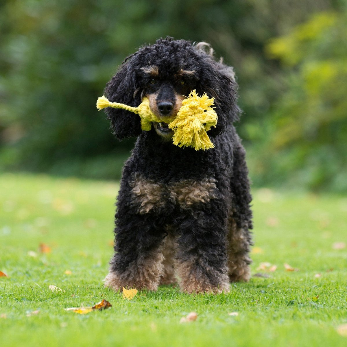 Leo Löwe - Kult - Spielzeug für Hunde - Tiny Paws Boutique