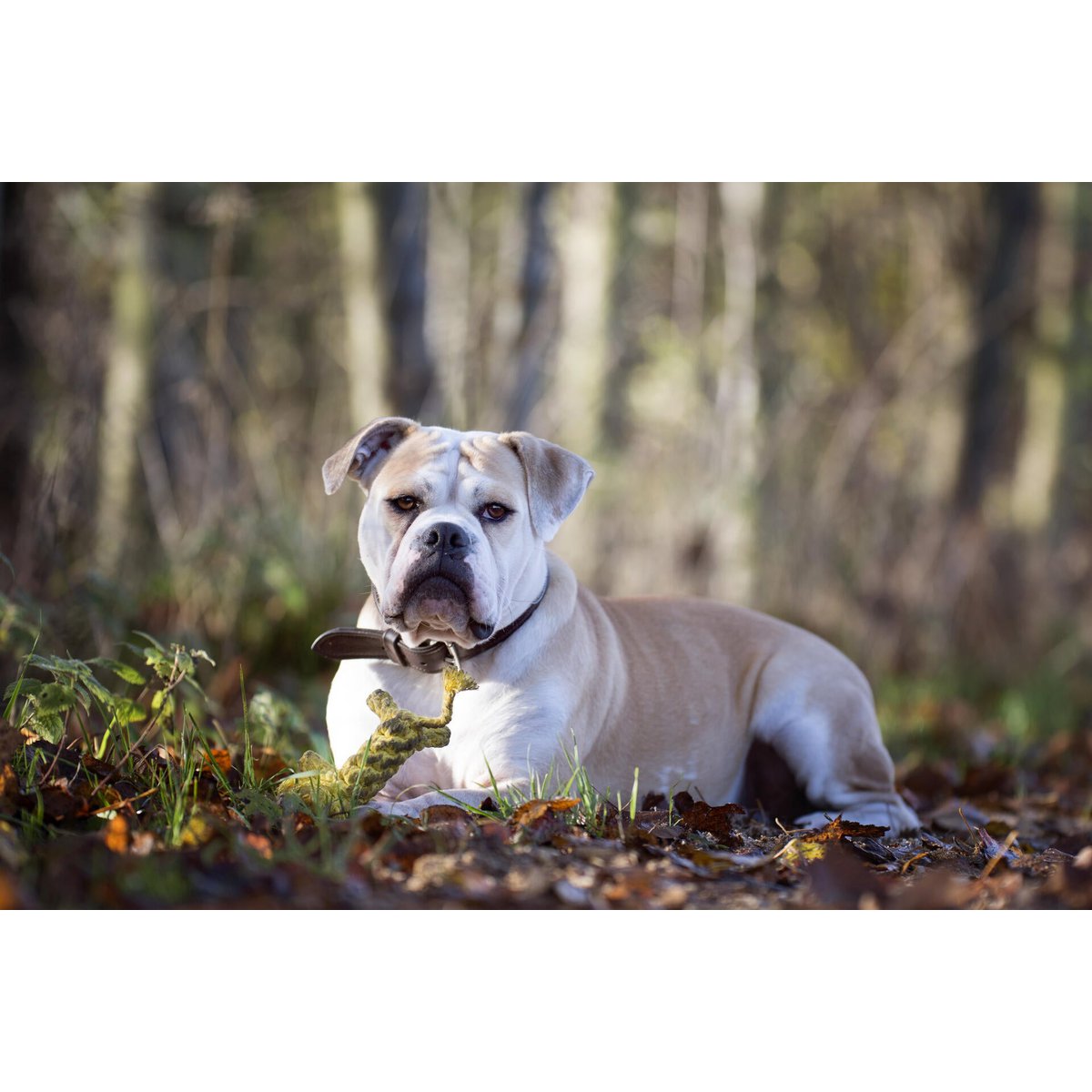 Leo Löwe - Kult - Spielzeug für Hunde - Tiny Paws Boutique