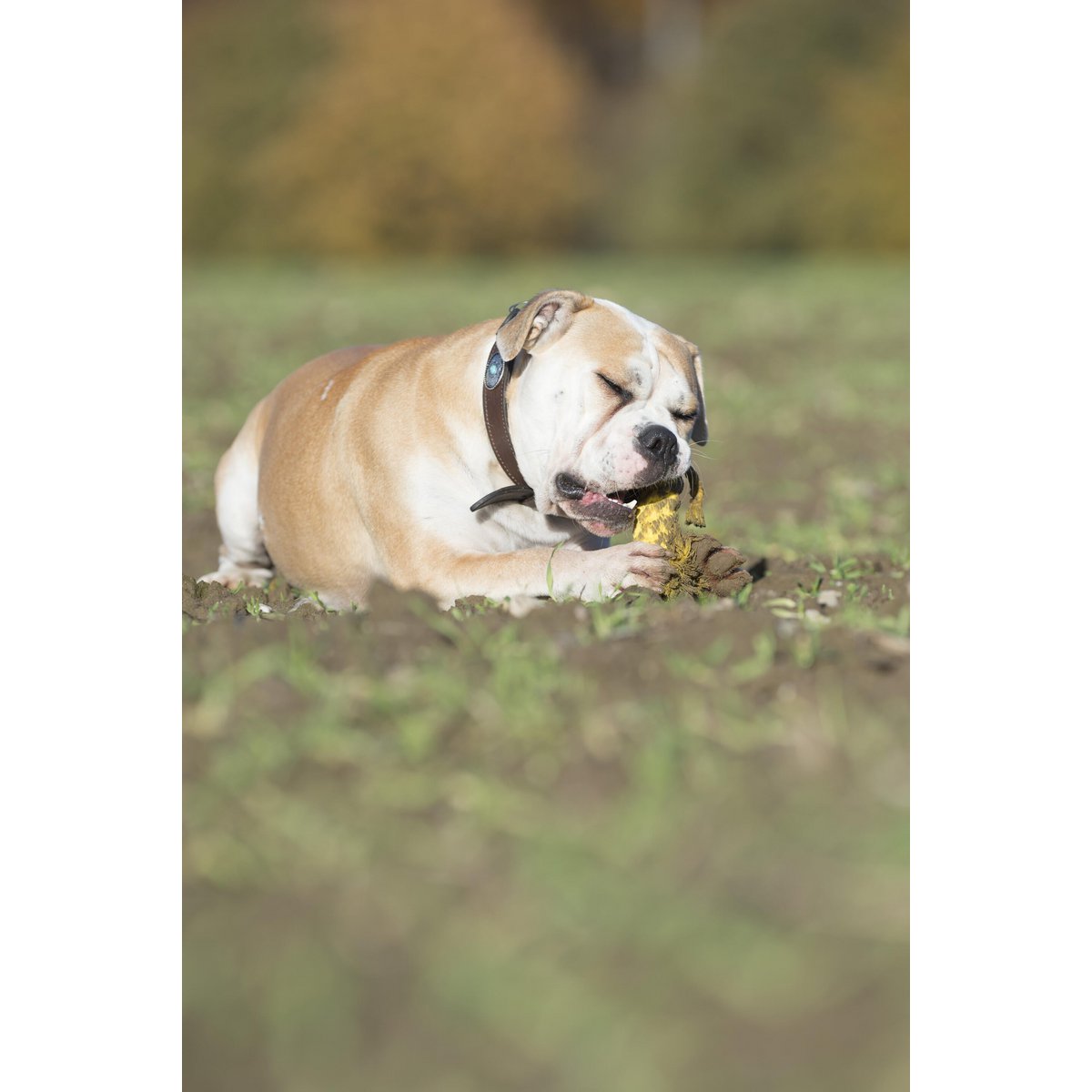 Leo Löwe - Kult - Spielzeug für Hunde - Tiny Paws Boutique