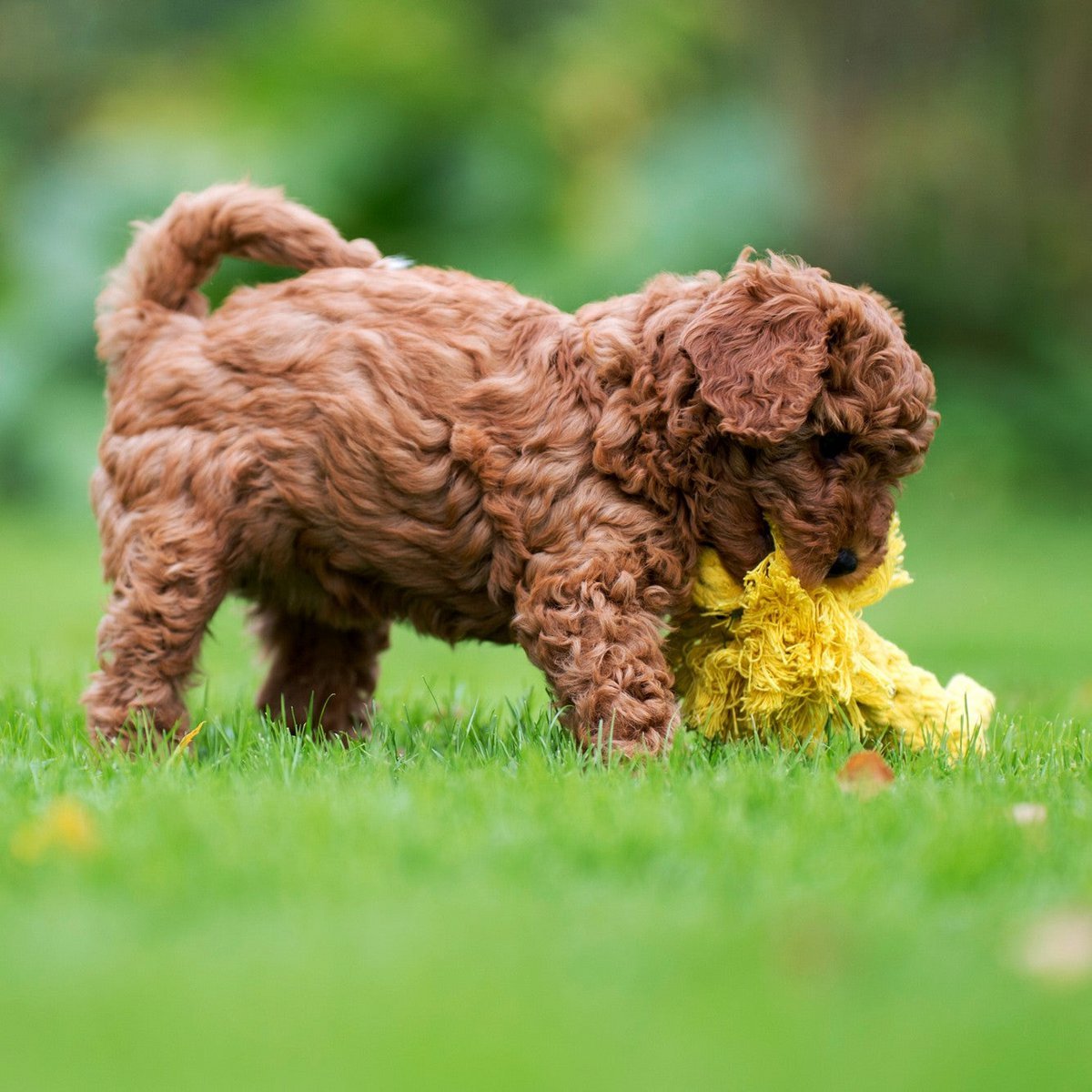 Leo Löwe - Kult - Spielzeug für Hunde - Tiny Paws Boutique