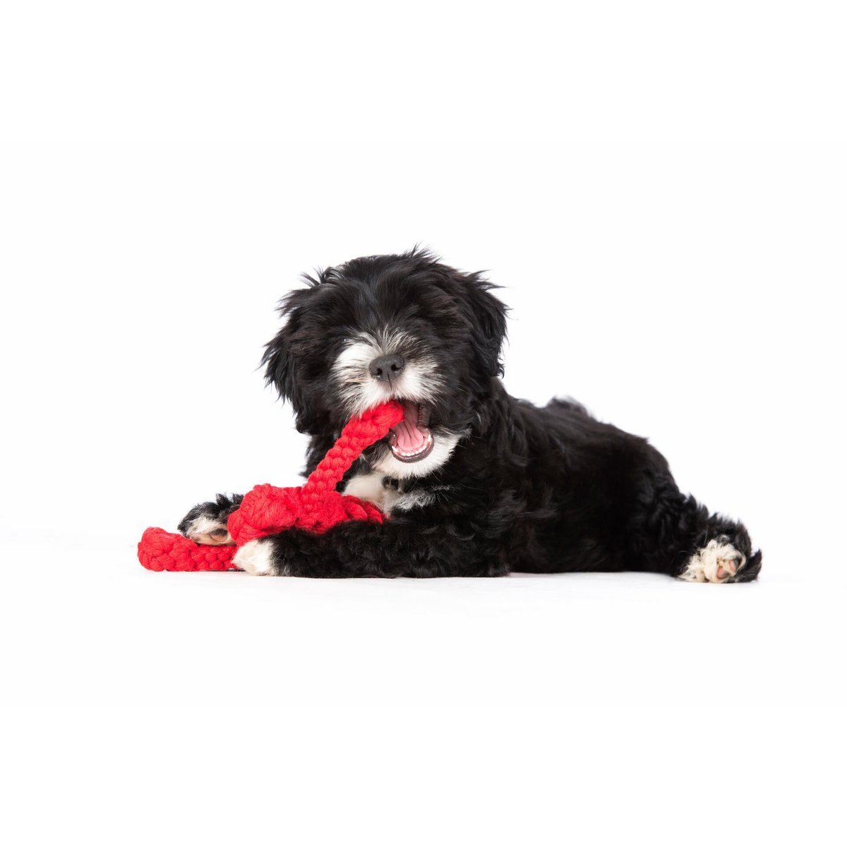 Little Ocean - Spielzeug - Set für Hunde - Tiny Paws Boutique