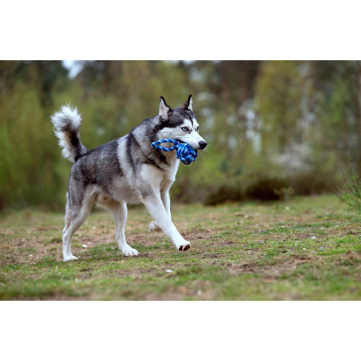 Maxi Schleuderball - Kult - Spielzeug für Hunde - Tiny Paws Boutique