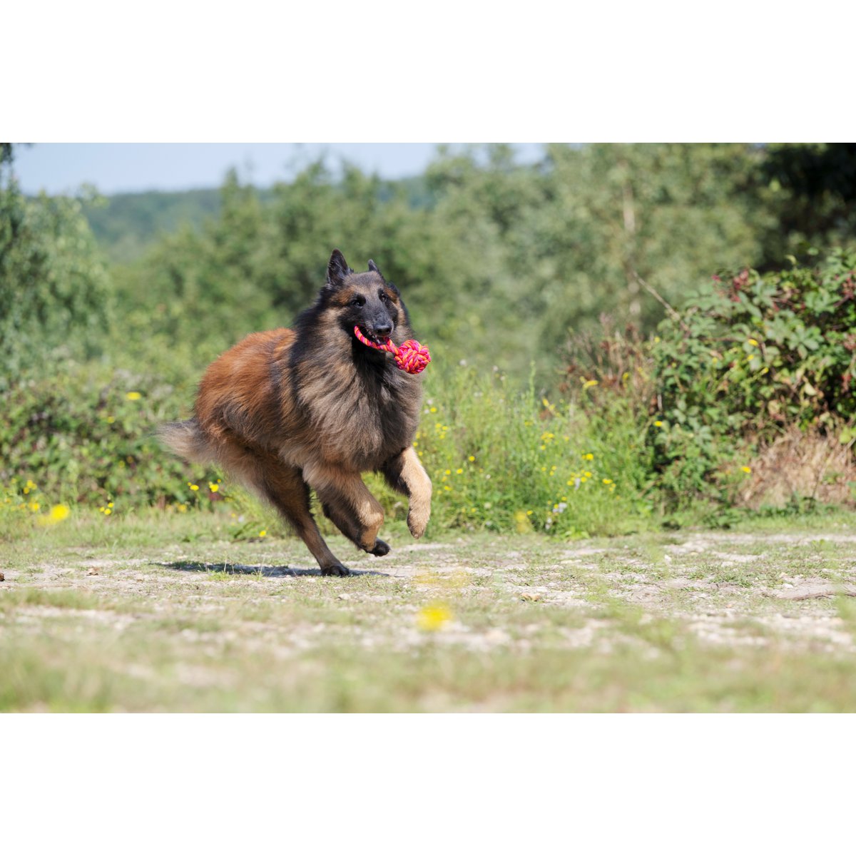 Maxi Schleuderball - Kult - Spielzeug für Hunde - Tiny Paws Boutique