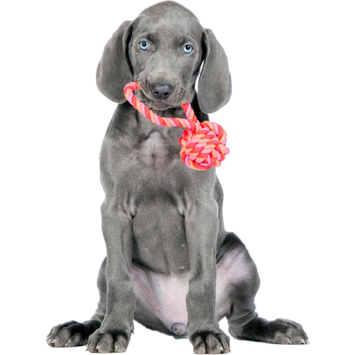 Mini Schleuderball - Kult - Spielzeug für Hunde - Tiny Paws Boutique
