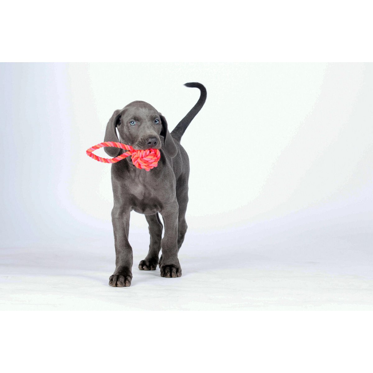 Mini Schleuderball - Kult - Spielzeug für Hunde - Tiny Paws Boutique