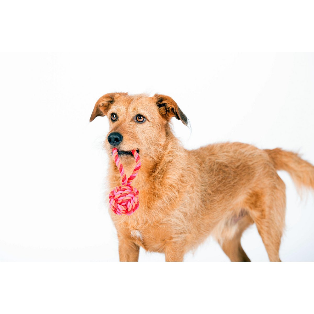 Mini Schleuderball - Kult - Spielzeug für Hunde - Tiny Paws Boutique