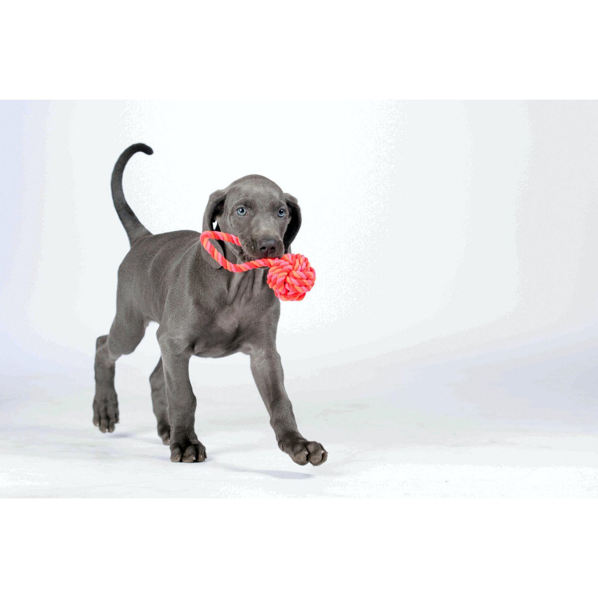 Mini Schleuderball - Kult - Spielzeug für Hunde - Tiny Paws Boutique