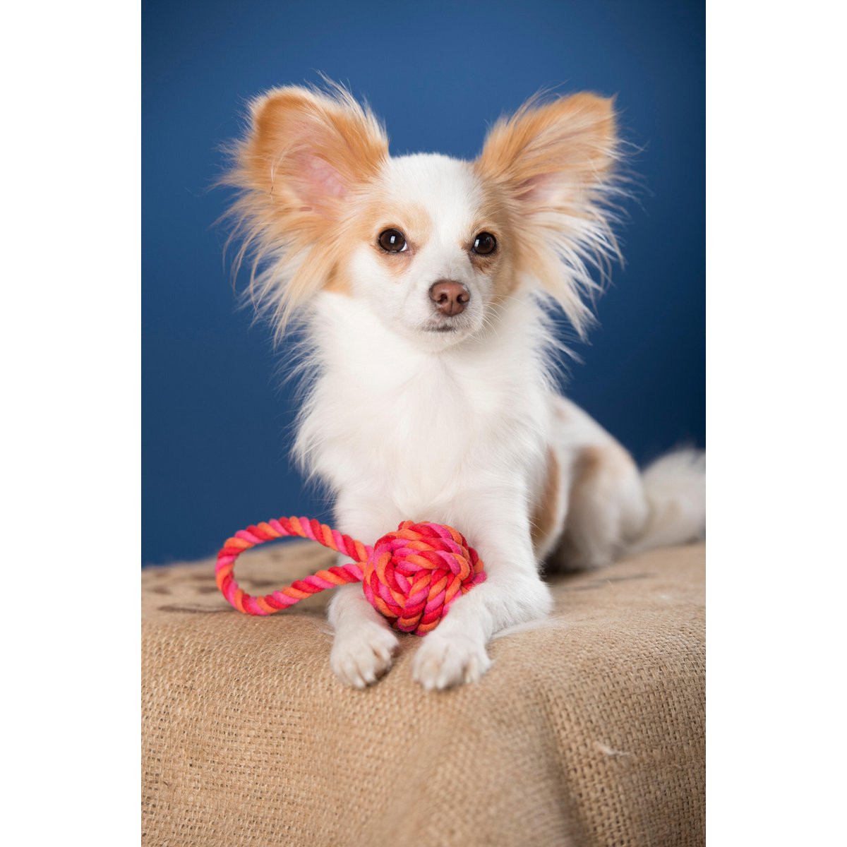 Mini Schleuderball - Kult - Spielzeug für Hunde - Tiny Paws Boutique