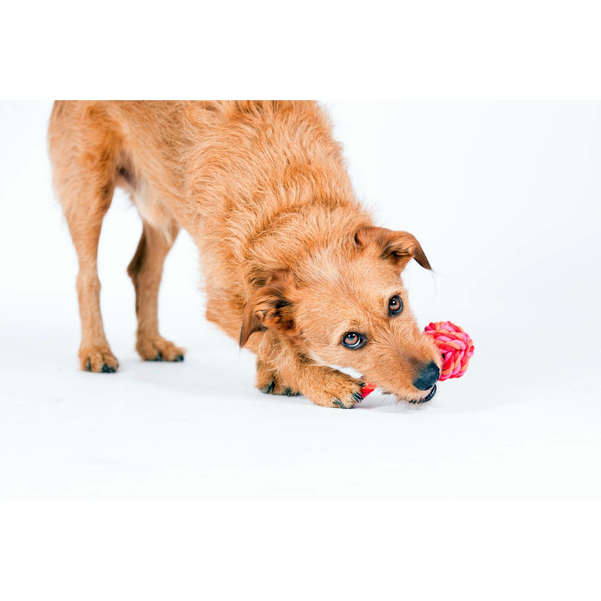 Mini Schleuderball - Kult - Spielzeug für Hunde - Tiny Paws Boutique