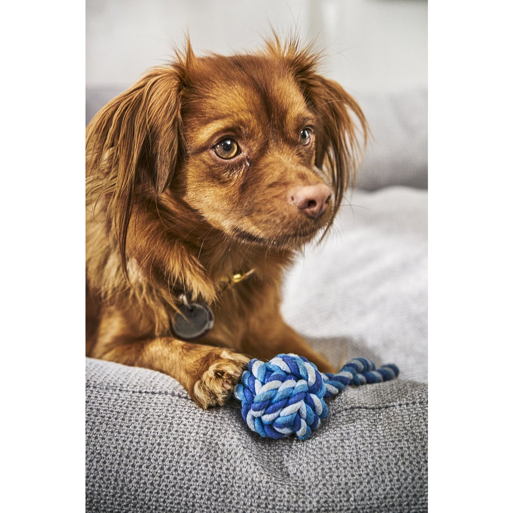 Mini Schleuderball - Kult - Spielzeug für Hunde - Tiny Paws Boutique