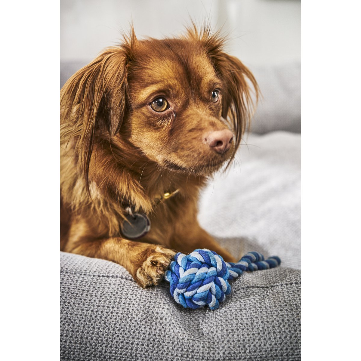 Mini Schleuderball - Kult - Spielzeug für Hunde - Tiny Paws Boutique