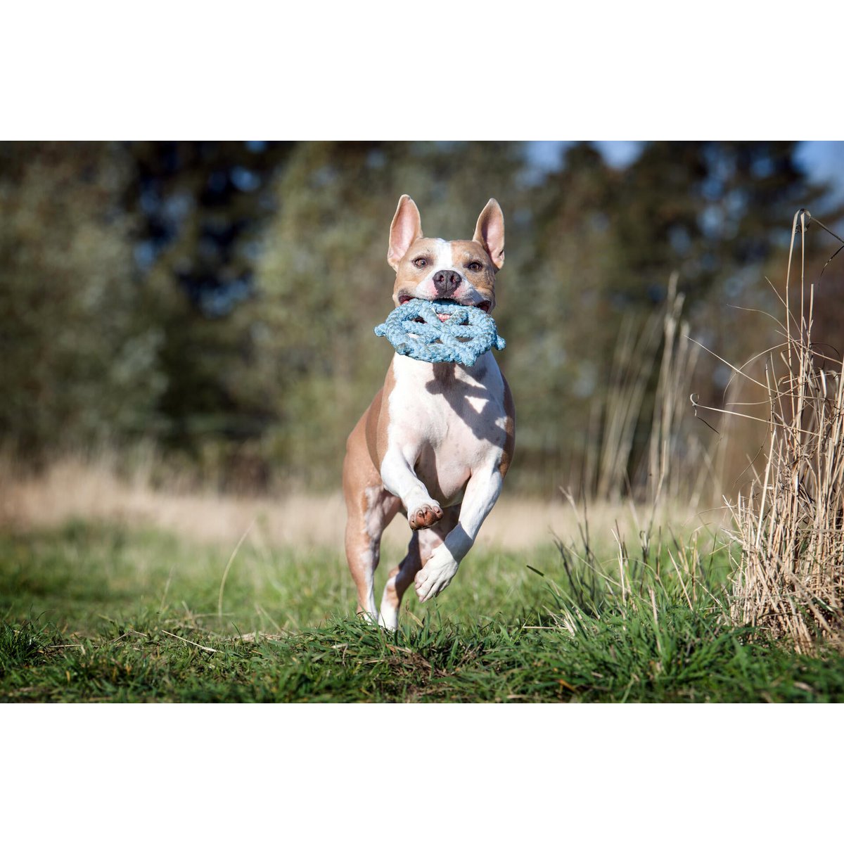 Monsieur LABONI - Spielzeug - Set für Hunde - Tiny Paws Boutique
