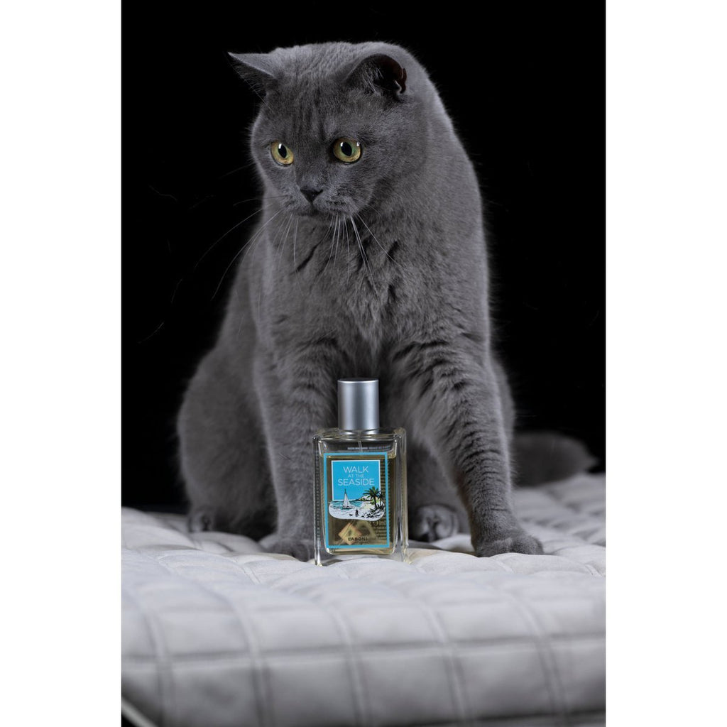 Monsieur LABONI - Spielzeug - Set für Hunde - Tiny Paws Boutique