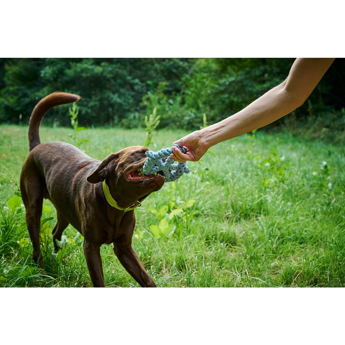 Monsieur LABONI - Spielzeug - Set für Hunde - Tiny Paws Boutique