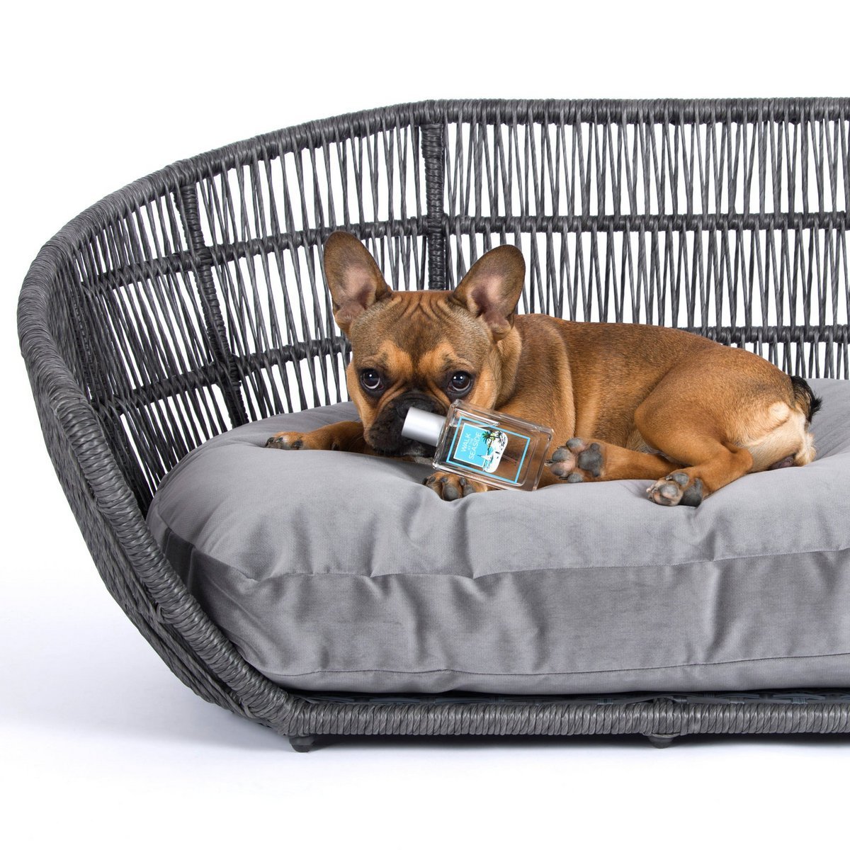 Monsieur LABONI - Spielzeug - Set für Hunde - Tiny Paws Boutique