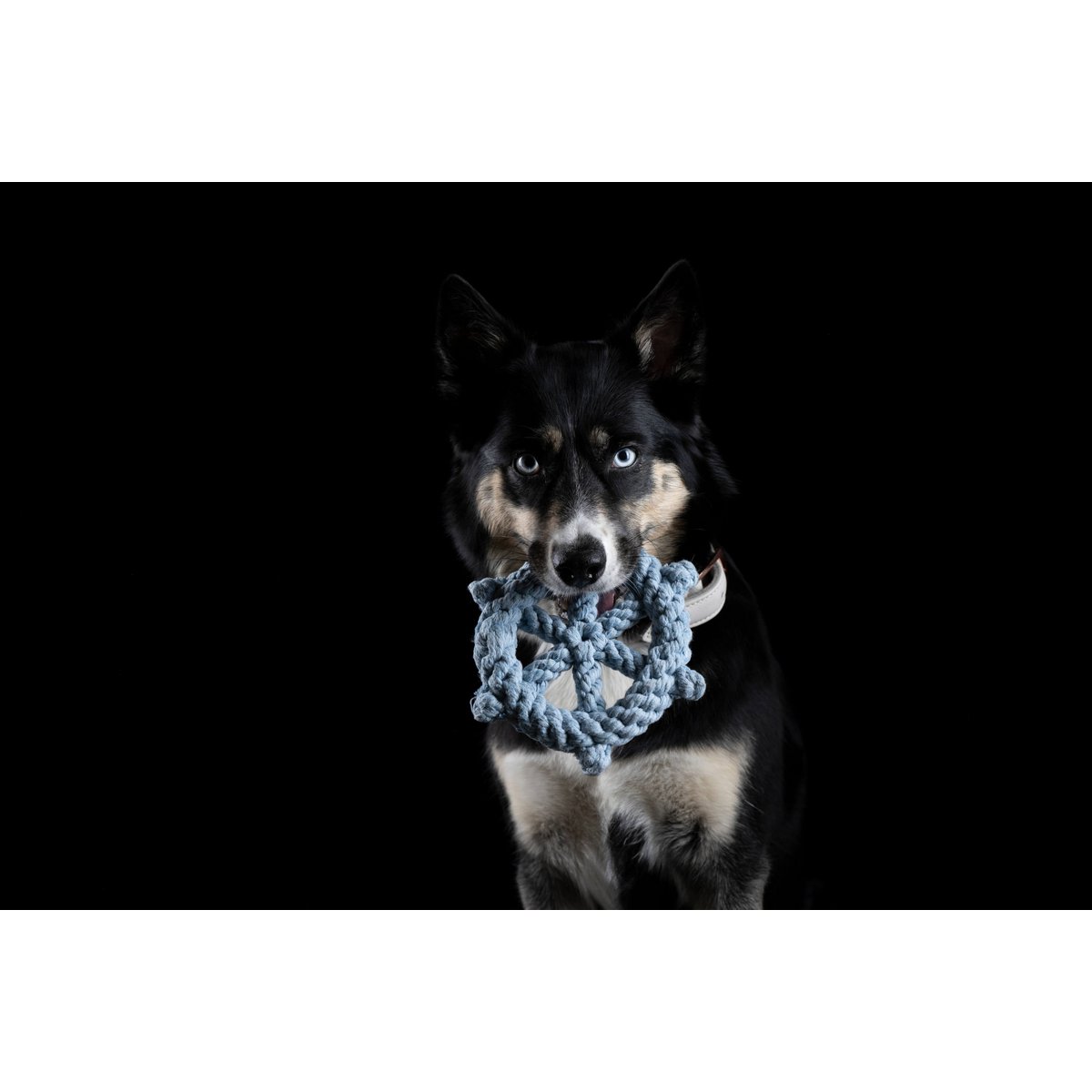 Monsieur LABONI - Spielzeug - Set für Hunde - Tiny Paws Boutique