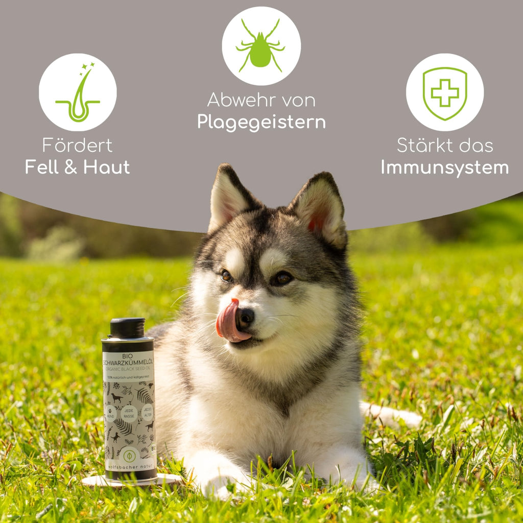 Natürliches Schwarzkümmelöl für Hunde – Zeckenschutz, Hautpflege & Vitalstoffquelle - Tiny Paws Boutique