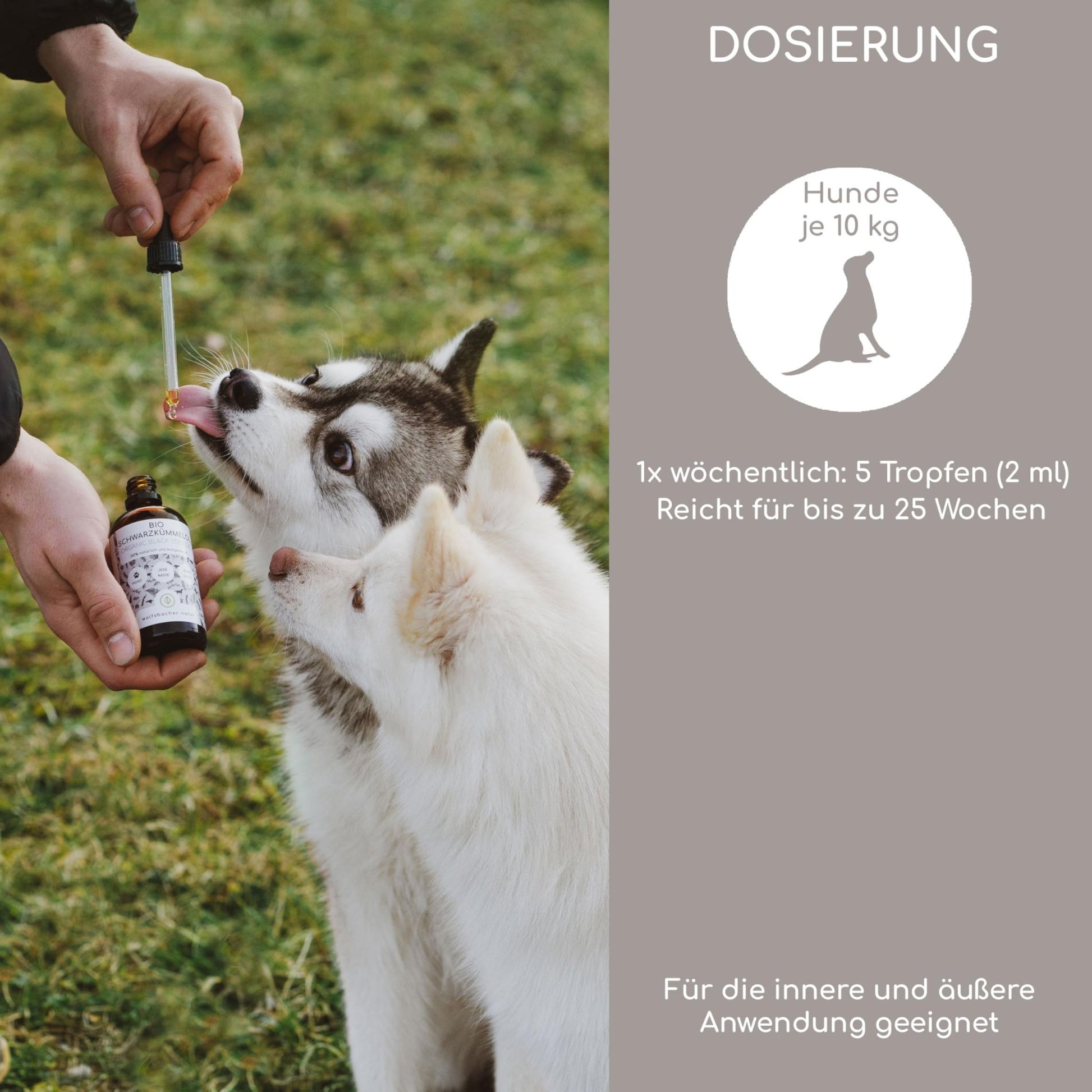 Natürliches Schwarzkümmelöl für Hunde – Zeckenschutz, Hautpflege & Vitalstoffquelle - Tiny Paws Boutique