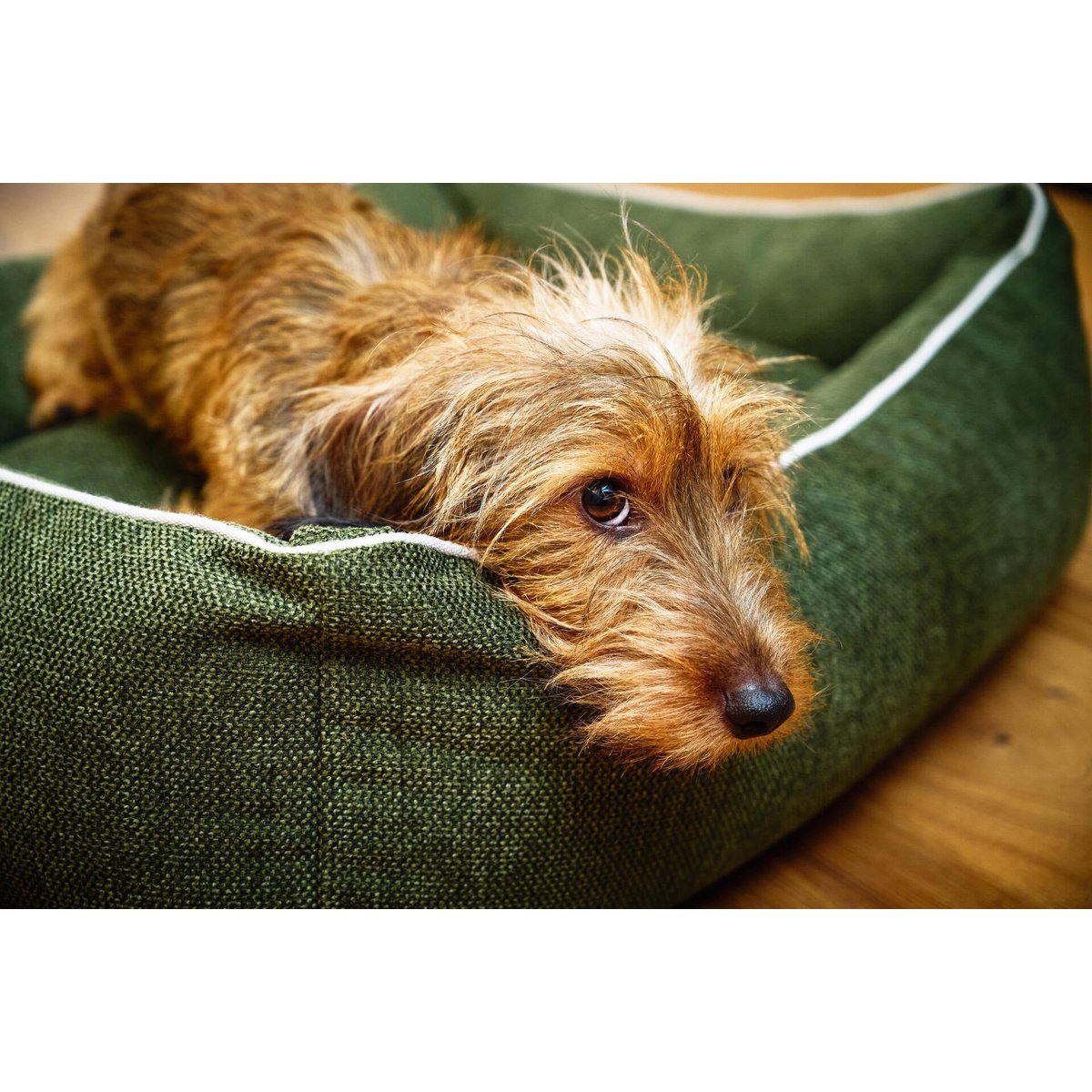 ORTHO Hundebett - ECO OLIVE - Tiny Paws Boutique