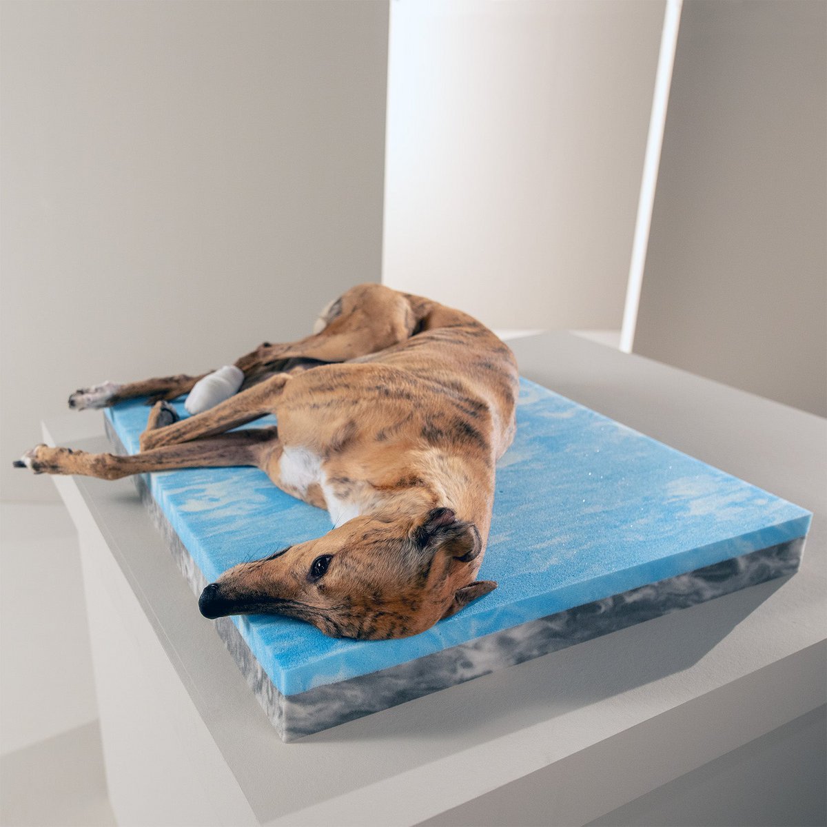 ORTHO Hundebett - GLAM GRAPHITE - Tiny Paws Boutique