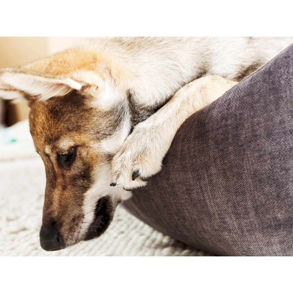 ORTHO Hundebett - GLAM GRAPHITE - Tiny Paws Boutique