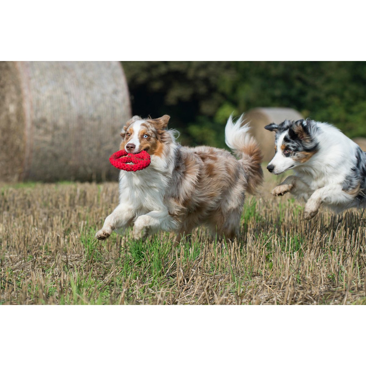 Paulchen Peace - Kult - Spielzeug für Hunde - Tiny Paws Boutique