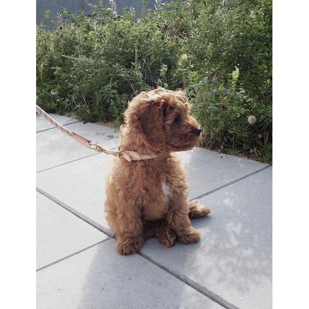Perry Hundehalsband – Mittel - Tiny Paws Boutique