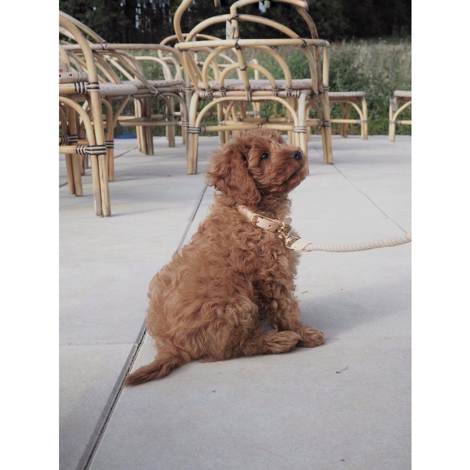 Perry Hundehalsband – Mittel - Tiny Paws Boutique