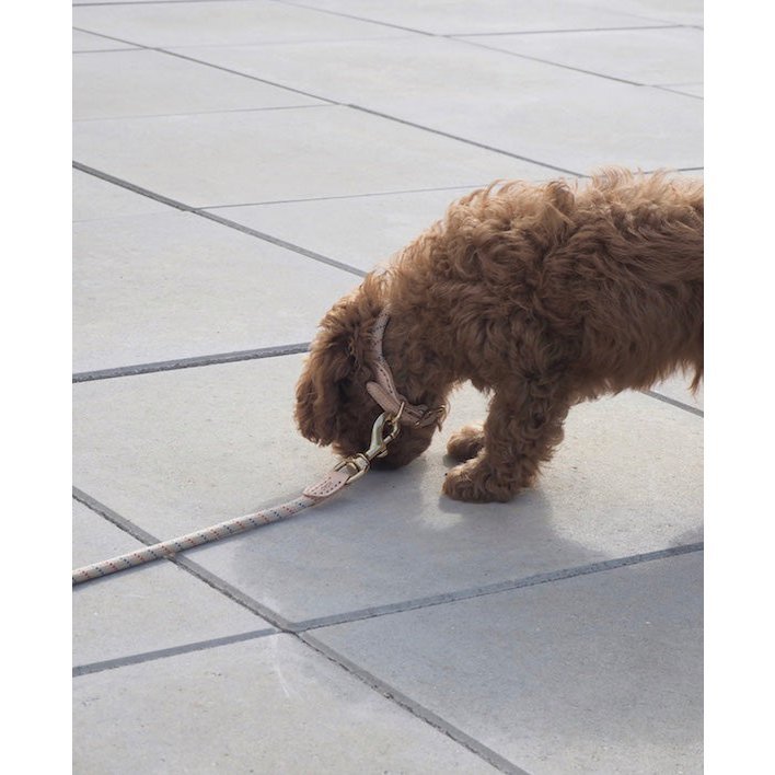 Perry Hundehalsband – Mittel - Tiny Paws Boutique
