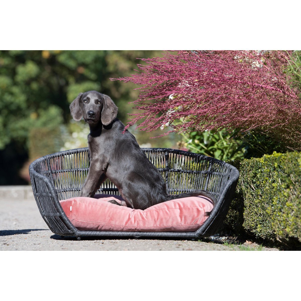 PRADO - Design - Hundebett OXFORD - Tiny Paws Boutique