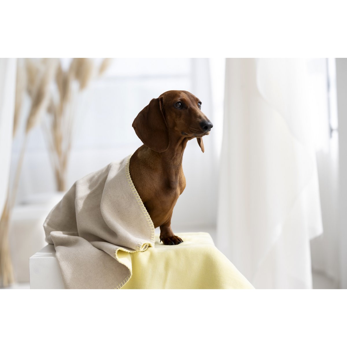 REVERSO – Stilvolle Wende - Decke für anspruchsvolle Vierbeiner - Tiny Paws Boutique