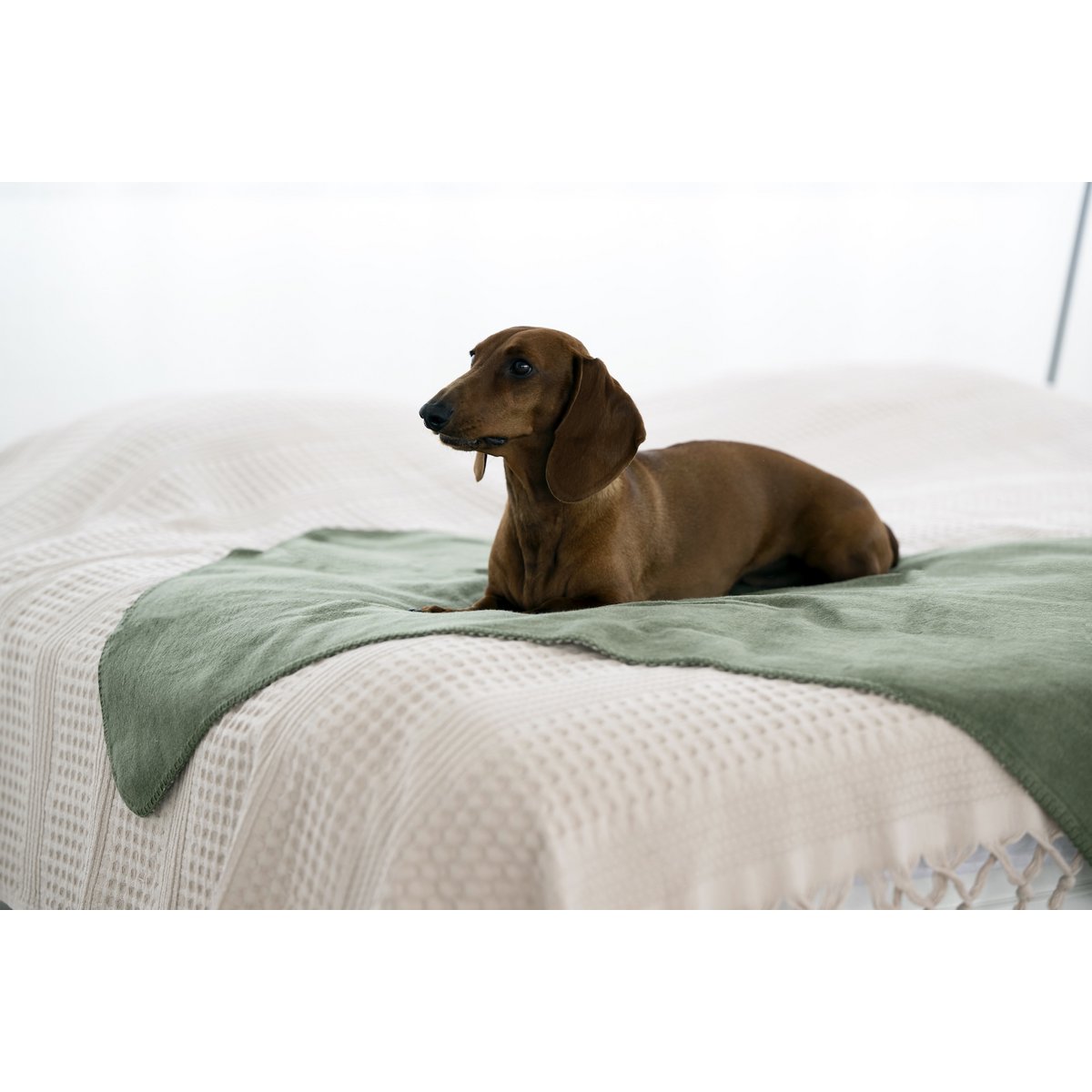 REVERSO – Stilvolle Wende - Decke für anspruchsvolle Vierbeiner - Tiny Paws Boutique