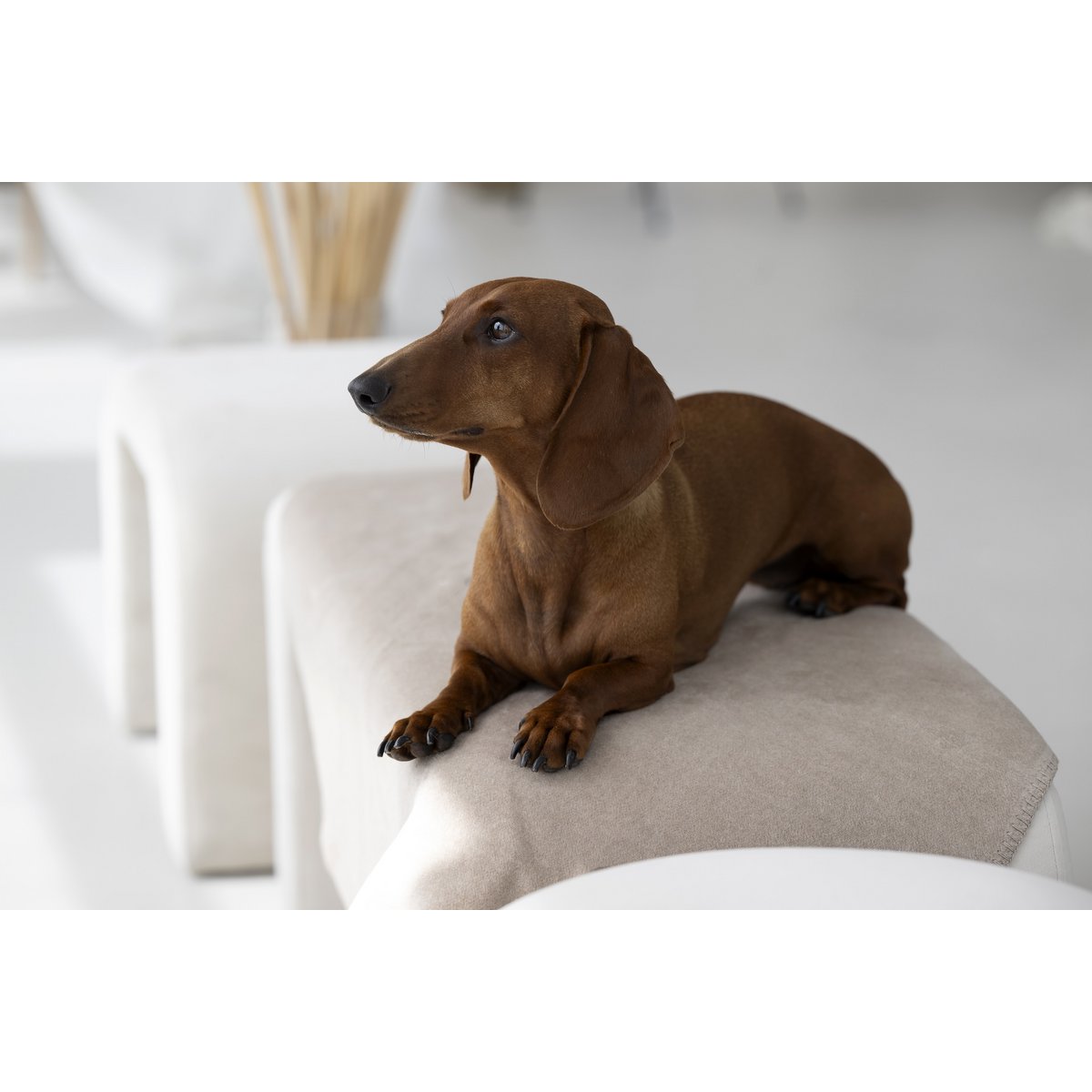 REVERSO – Stilvolle Wende - Decke für anspruchsvolle Vierbeiner - Tiny Paws Boutique