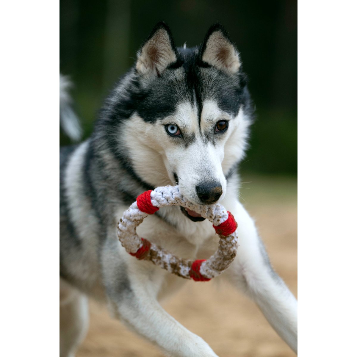 Rita Rettungsring - Kult - Spielzeug für Hunde - Tiny Paws Boutique