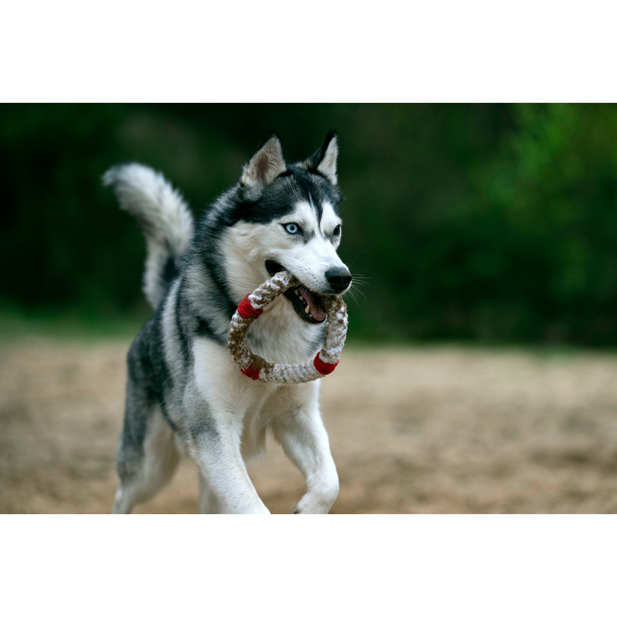 Rita Rettungsring - Kult - Spielzeug für Hunde - Tiny Paws Boutique