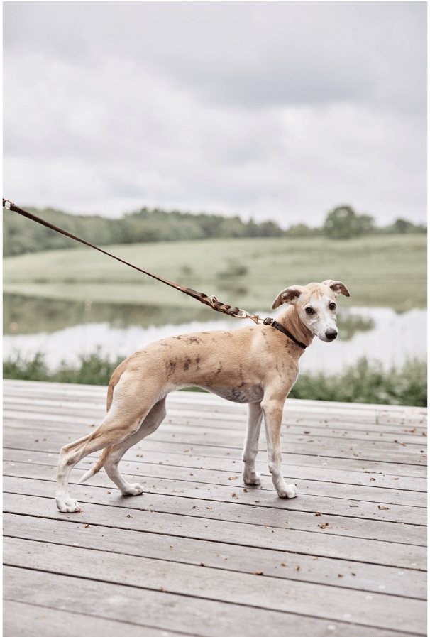 Robin Hundehalsband – Klein - Tiny Paws Boutique