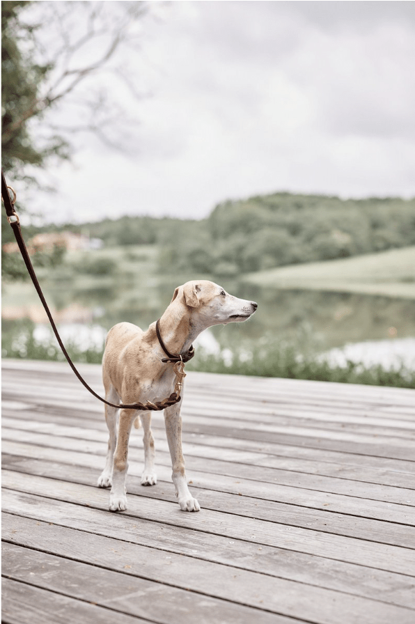 Robin Hundehalsband – Klein - Tiny Paws Boutique