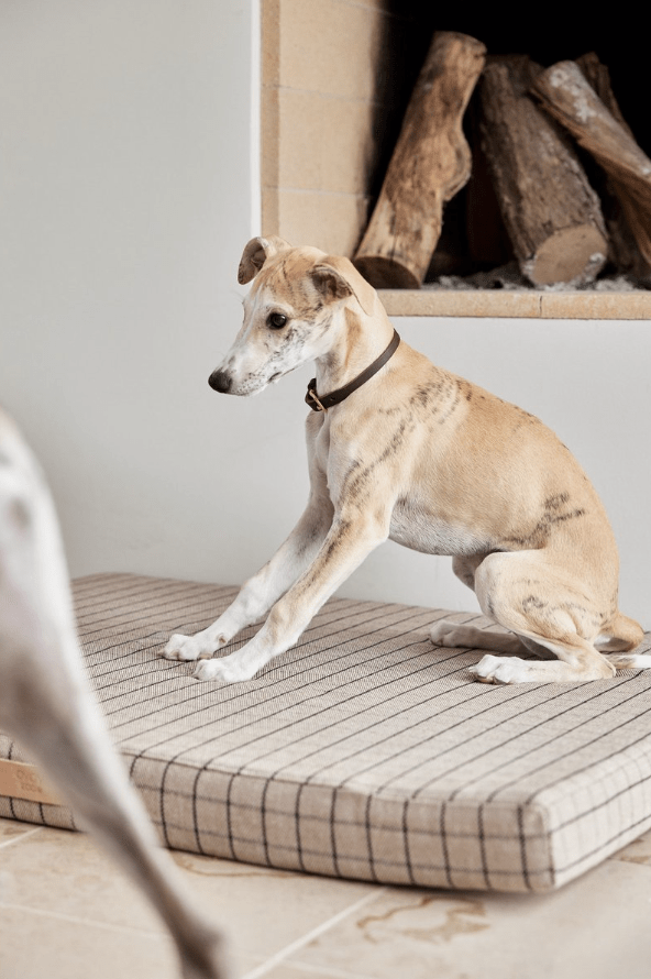 Robin Hundehalsband – Klein - Tiny Paws Boutique