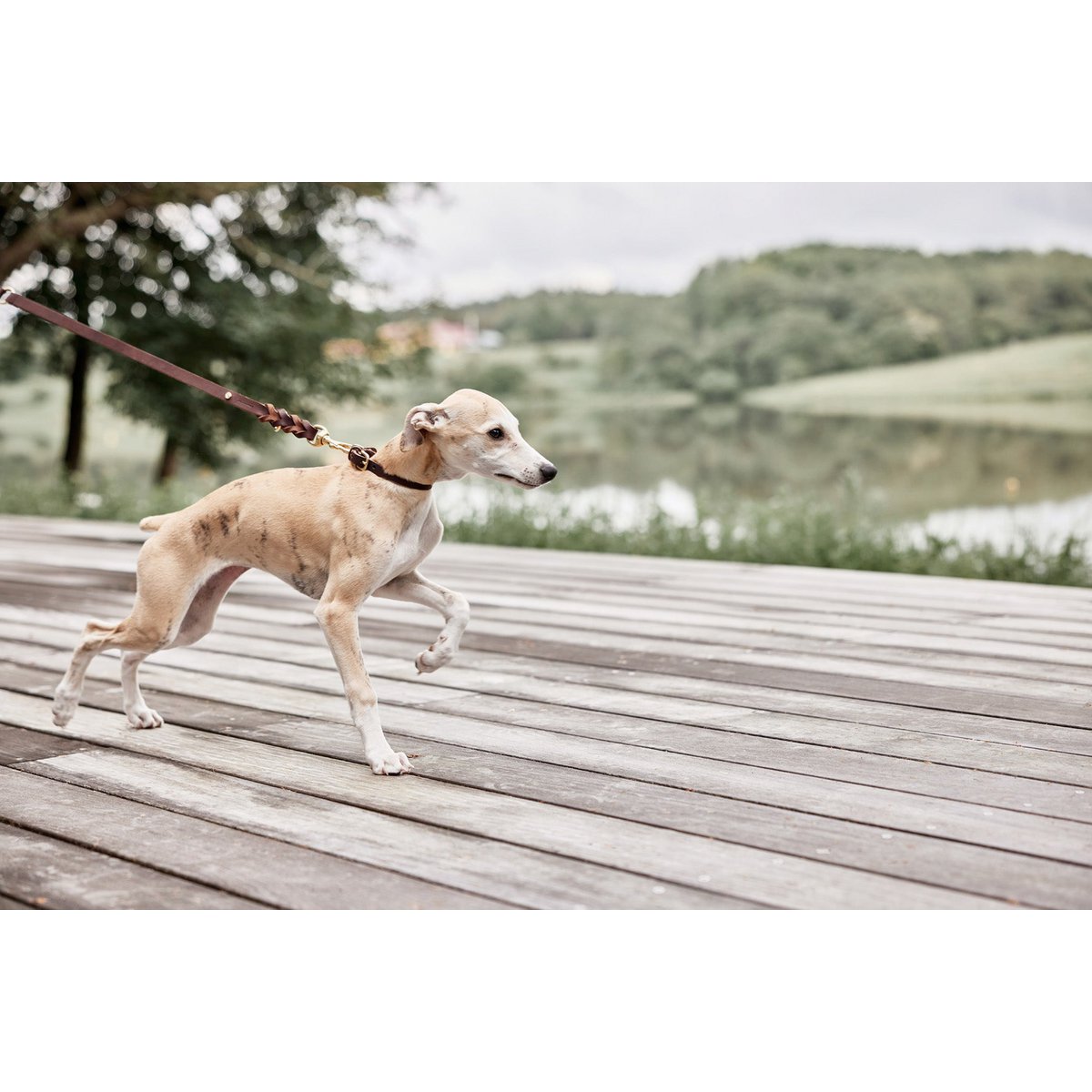 Robin - Hundehalsband – mittelgroß - Tiny Paws Boutique