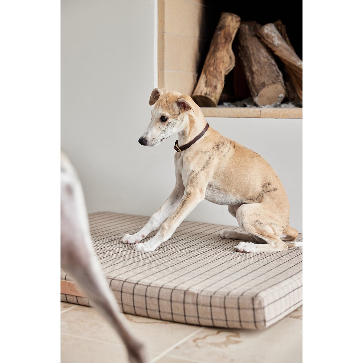 Robin - Hundehalsband – mittelgroß - Tiny Paws Boutique