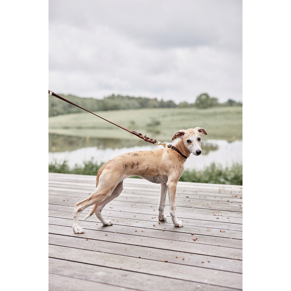 Robin - Hundehalsband – mittelgroß - Tiny Paws Boutique