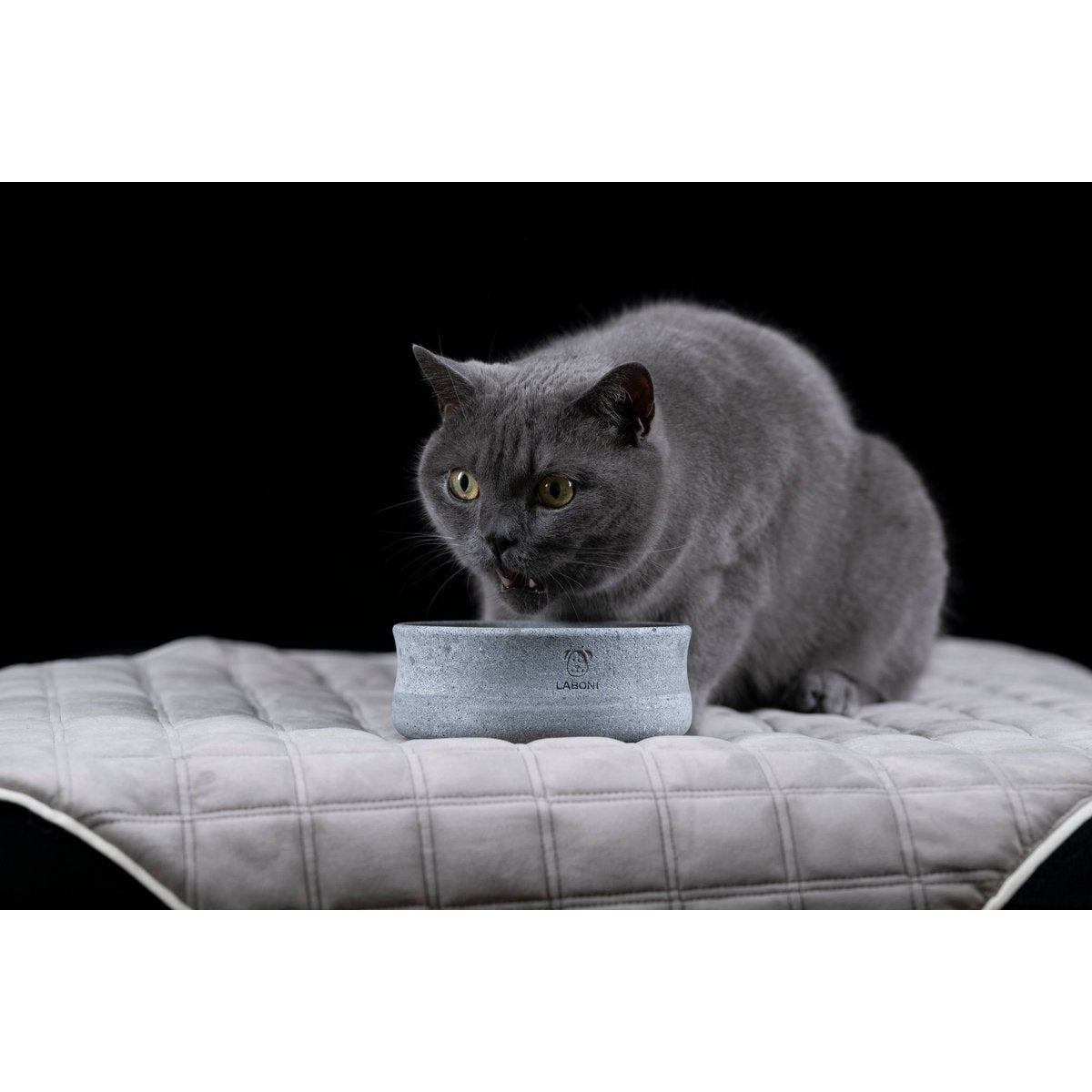 ROCKY - Edel - Napf für Hund und Katze - Tiny Paws Boutique