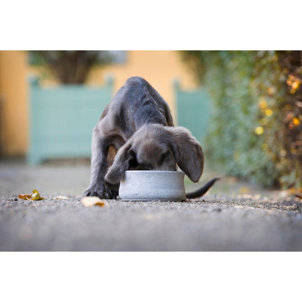 ROCKY - Edel - Napf für Hund und Katze - Tiny Paws Boutique
