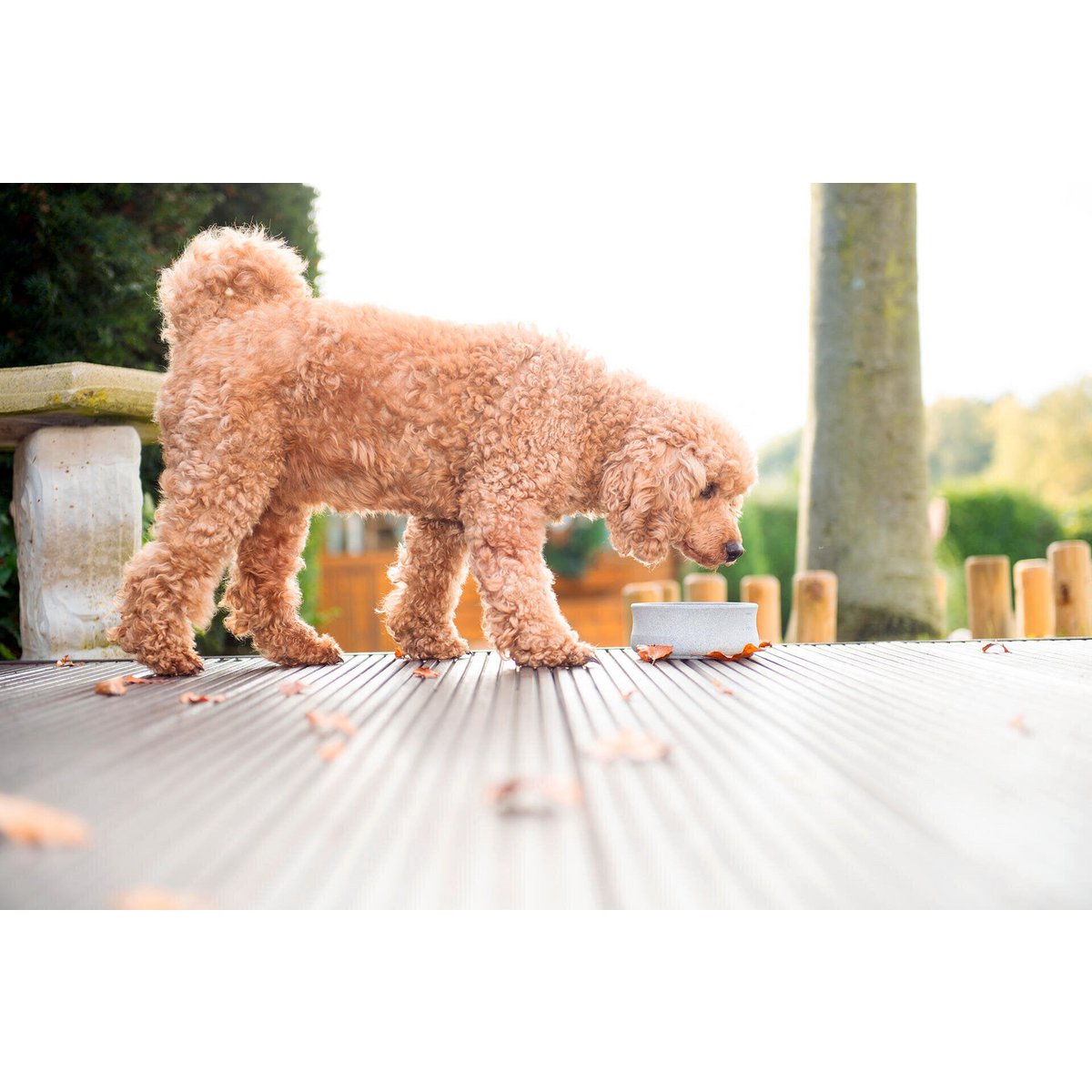 ROCKY - Edel - Napf für Hund und Katze - Tiny Paws Boutique