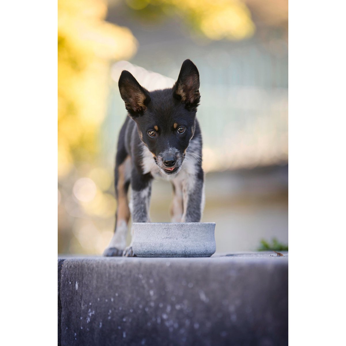 ROCKY - Edel - Napf für Hund und Katze - Tiny Paws Boutique