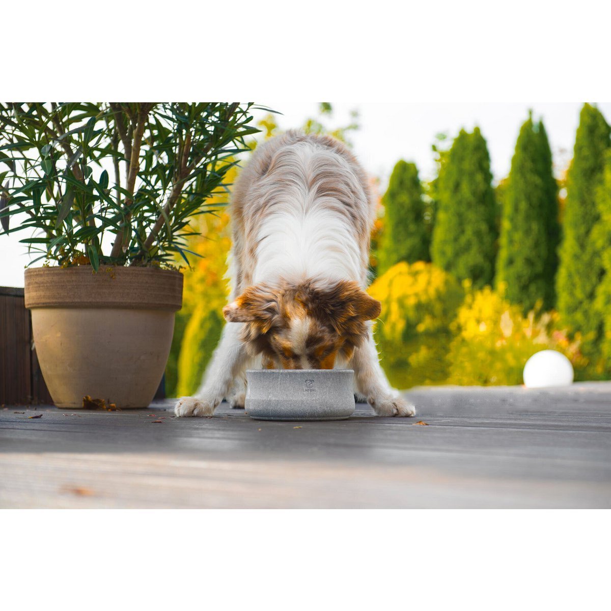 ROCKY - Edel - Napf für Hund und Katze - Tiny Paws Boutique