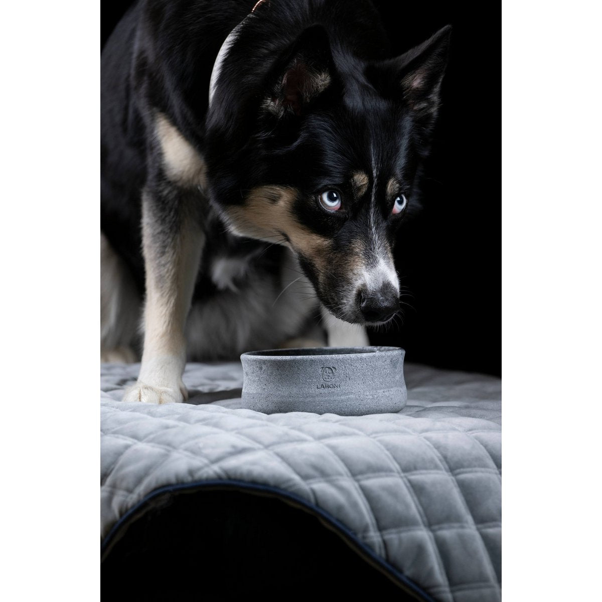 ROCKY - Edel - Napf für Hund und Katze - Tiny Paws Boutique